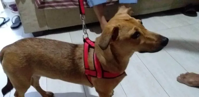Cachorro ra a Basset-Cofap idade 7 a 11 meses nome Serena