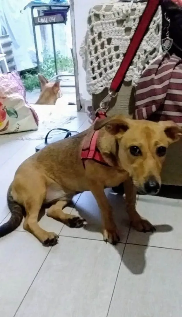 Cachorro ra a Basset-Cofap idade 7 a 11 meses nome Serena