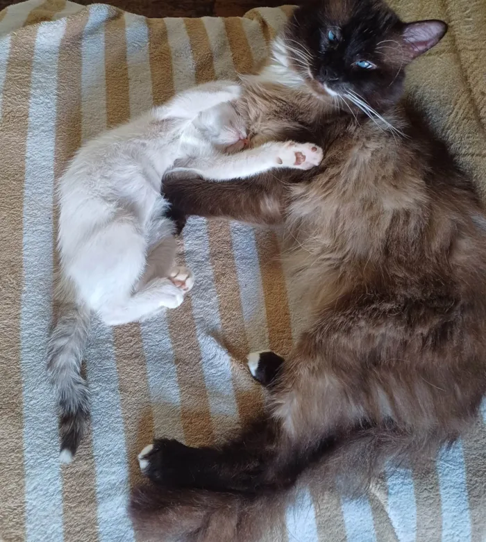 Gato ra a Persa idade 2 a 6 meses nome Mix persa siames adocao