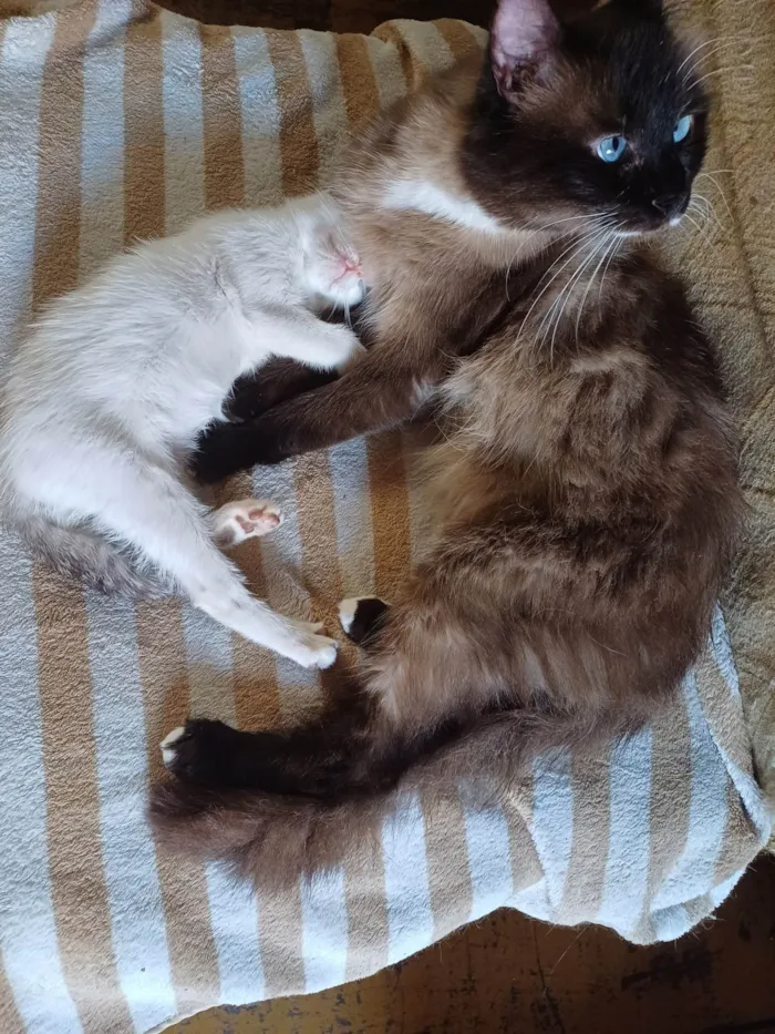 Gato ra a Persa idade 2 a 6 meses nome Mix persa siames adocao