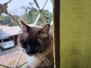 Gato raça Persa idade 2 a 6 meses nome Mix persa siames adocao
