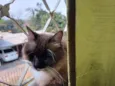 Mix persa siames adocao
