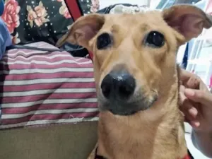 Cachorro raça Basset-Cofap idade 7 a 11 meses nome Serena