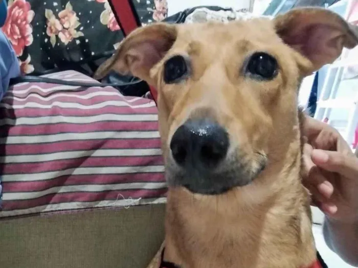 Cachorro ra a Basset-Cofap idade 7 a 11 meses nome Serena
