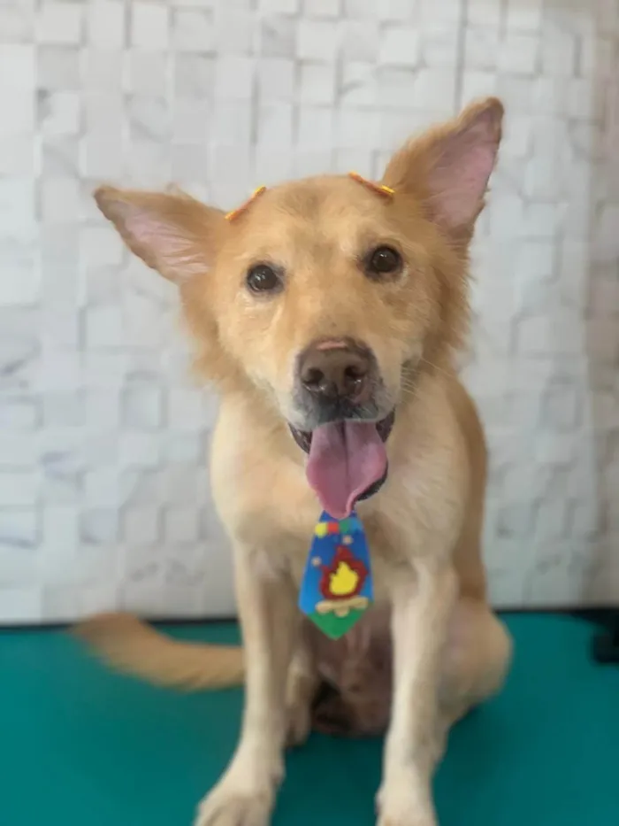 Cachorro ra a SRD-ViraLata idade 1 ano nome Scotty