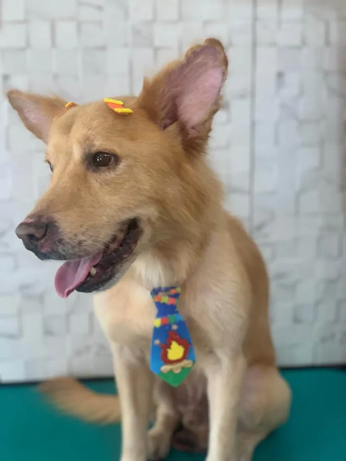 Cachorro ra a SRD-ViraLata idade 1 ano nome Scotty