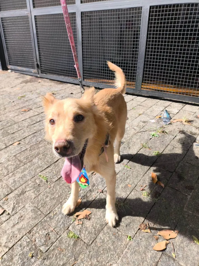 Cachorro ra a SRD-ViraLata idade 1 ano nome Scotty