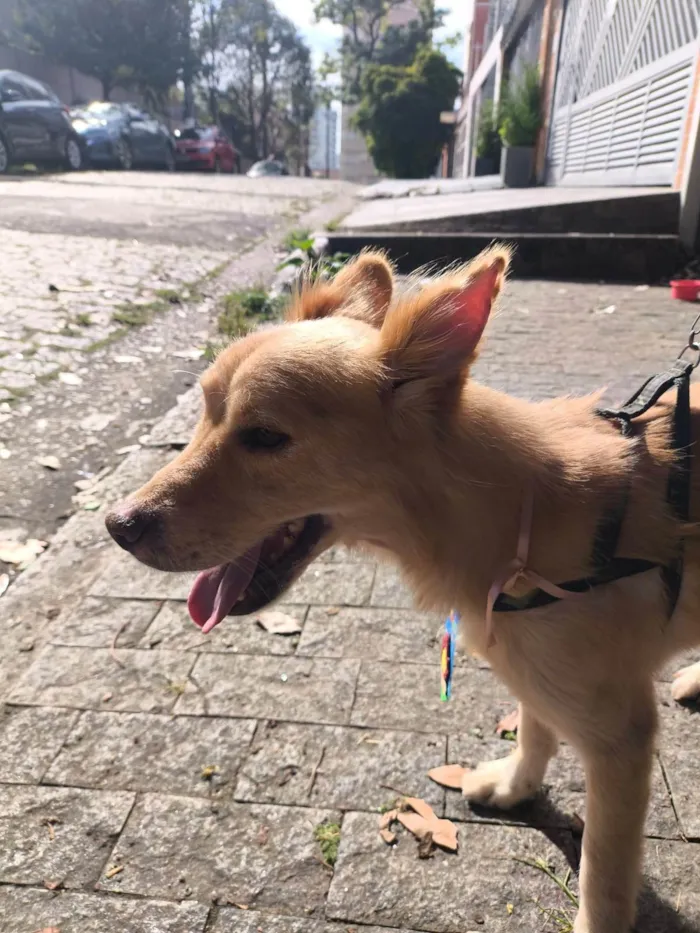 Cachorro ra a SRD-ViraLata idade 1 ano nome Scotty