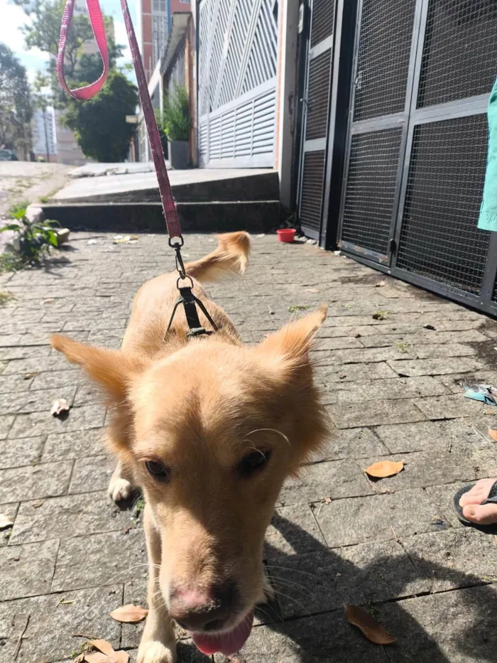 Cachorro ra a SRD-ViraLata idade 1 ano nome Scotty