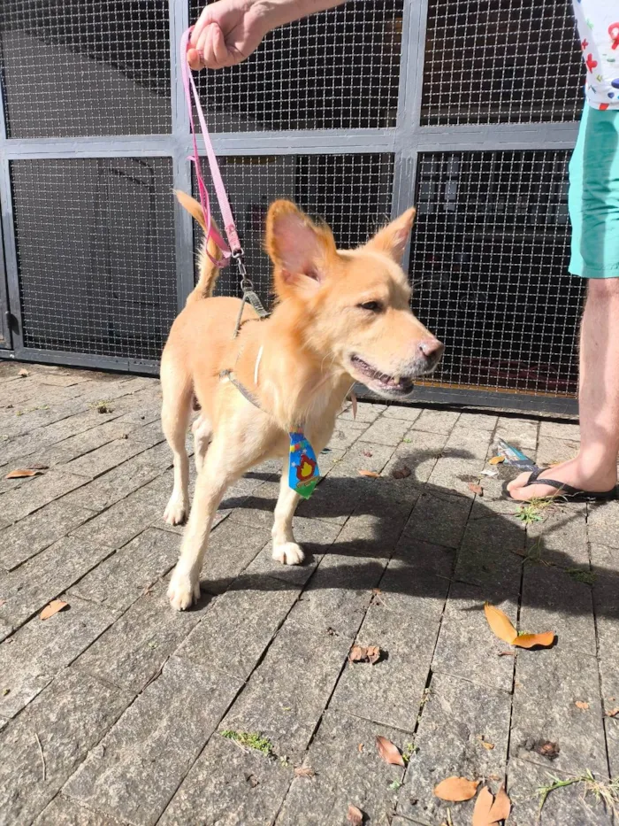 Cachorro ra a SRD-ViraLata idade 1 ano nome Scotty
