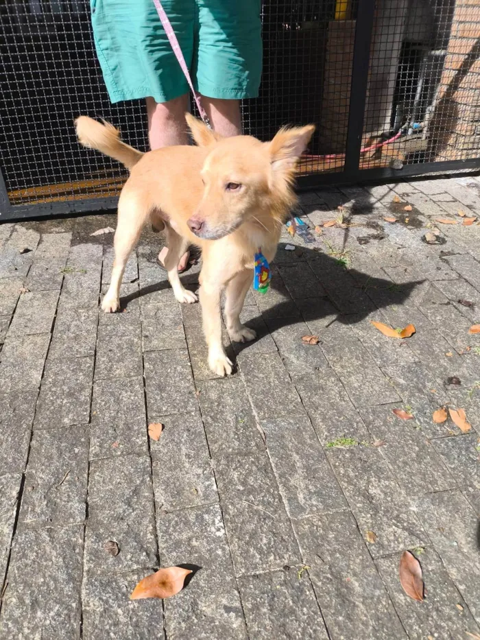 Cachorro ra a SRD-ViraLata idade 1 ano nome Scotty