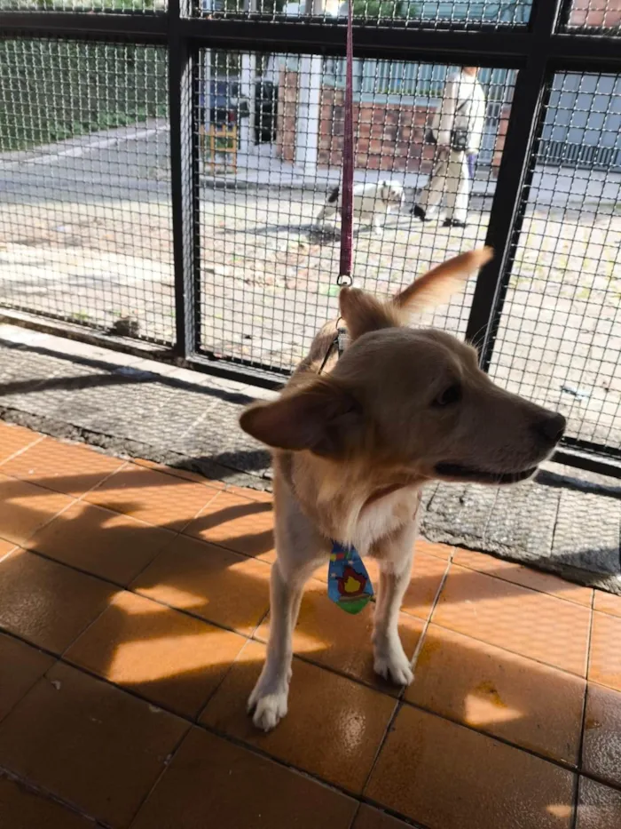 Cachorro ra a SRD-ViraLata idade 1 ano nome Scotty