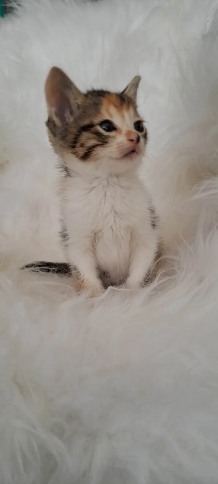 Gato ra a SRD-ViraLata idade Abaixo de 2 meses nome Elsa