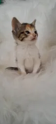 Elsa