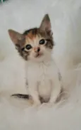 Elsa