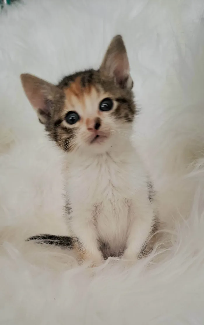Gato ra a SRD-ViraLata idade Abaixo de 2 meses nome Elsa