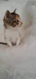 Elsa