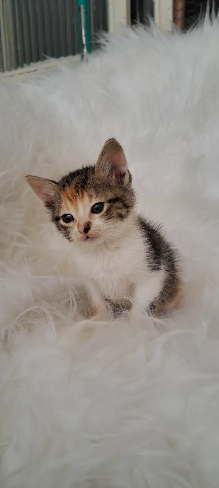 Gato ra a SRD-ViraLata idade Abaixo de 2 meses nome Elsa