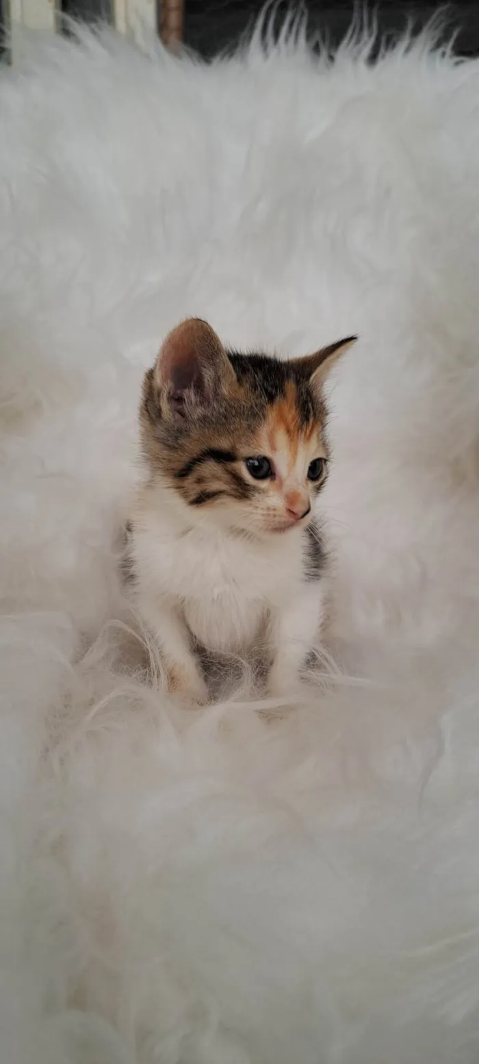 Gato ra a SRD-ViraLata idade Abaixo de 2 meses nome Elsa