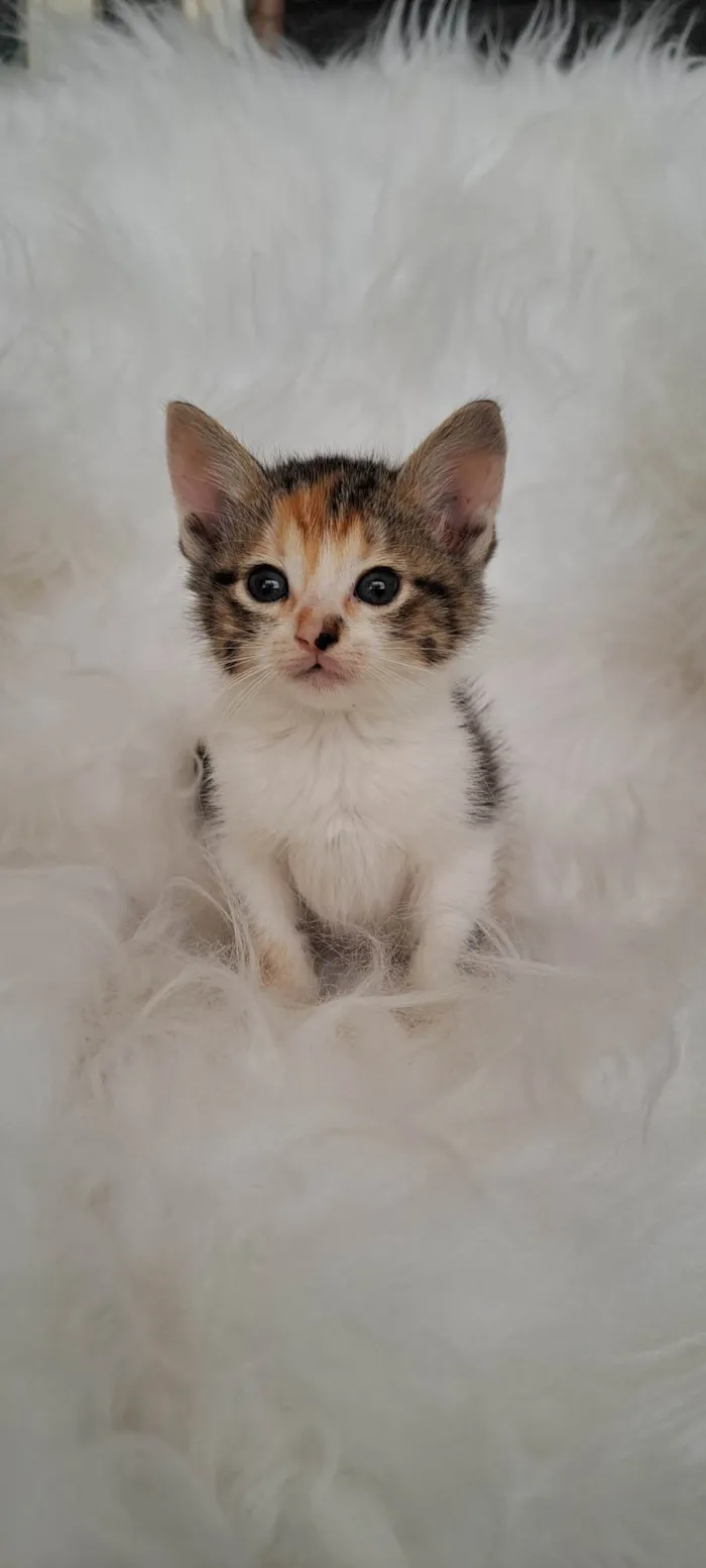Gato ra a SRD-ViraLata idade Abaixo de 2 meses nome Elsa