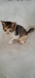 Elsa