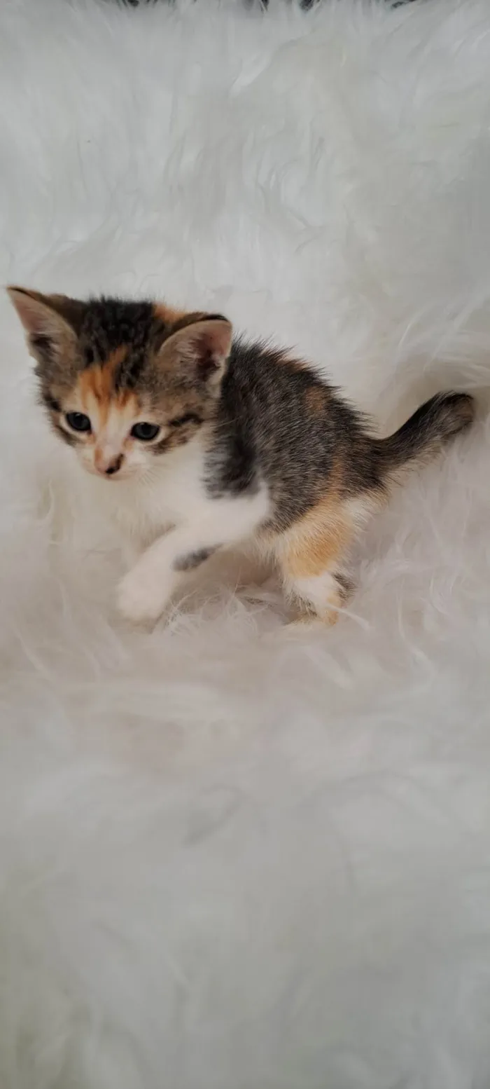 Gato ra a SRD-ViraLata idade Abaixo de 2 meses nome Elsa
