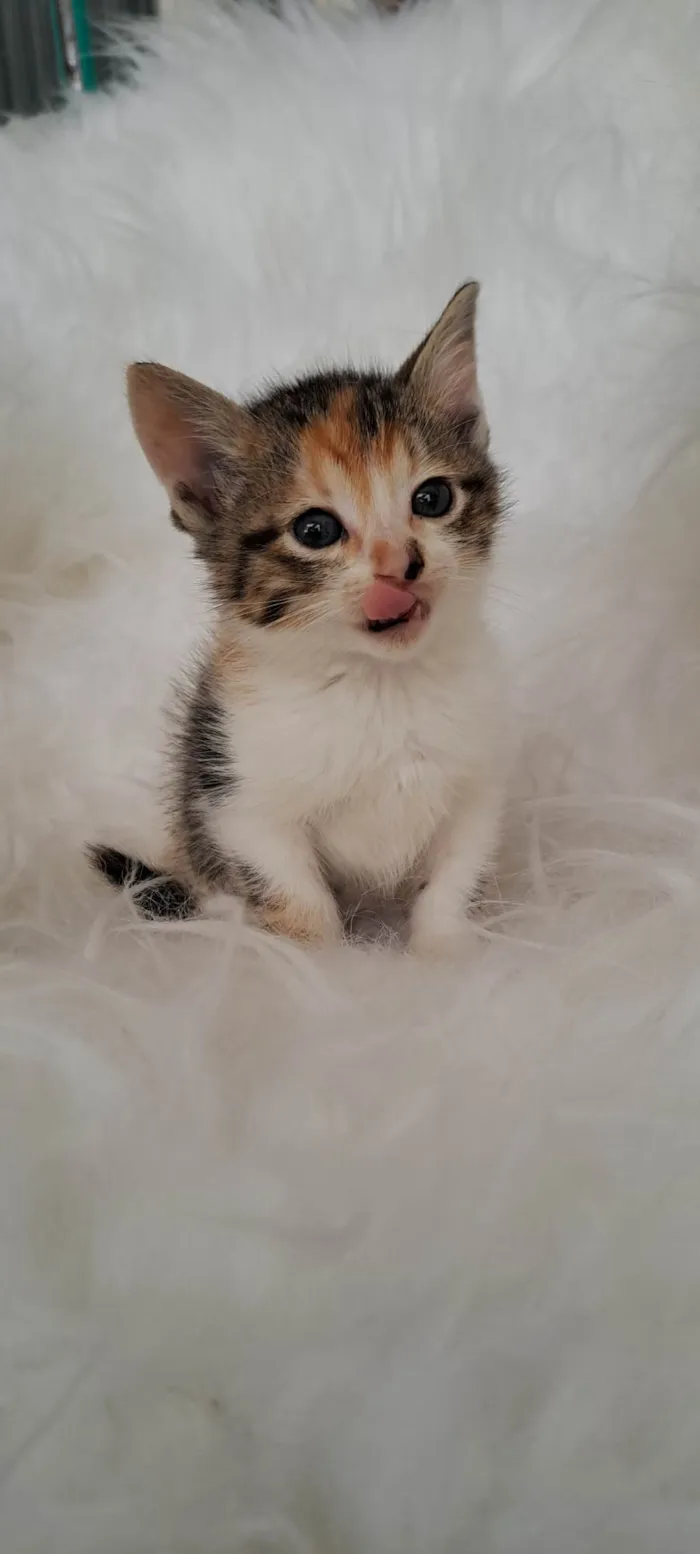 Gato ra a SRD-ViraLata idade Abaixo de 2 meses nome Elsa