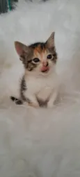 Elsa