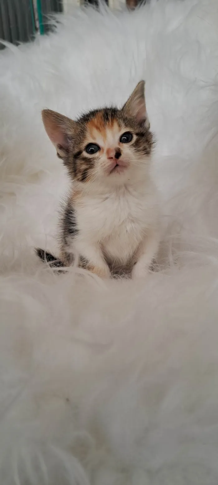 Gato ra a SRD-ViraLata idade Abaixo de 2 meses nome Elsa