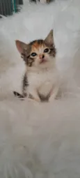 Elsa