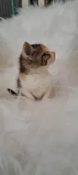 Elsa