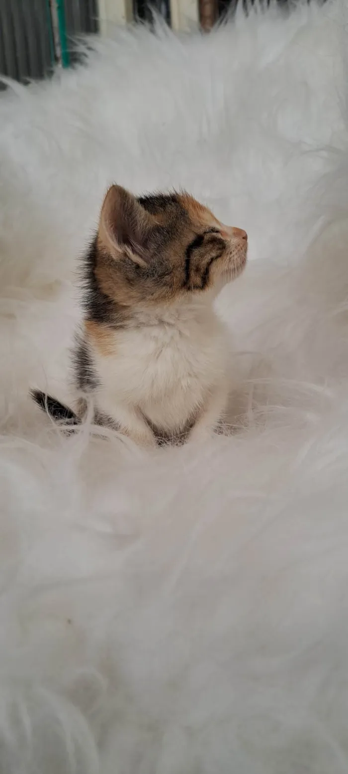 Gato ra a SRD-ViraLata idade Abaixo de 2 meses nome Elsa