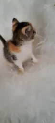 Elsa