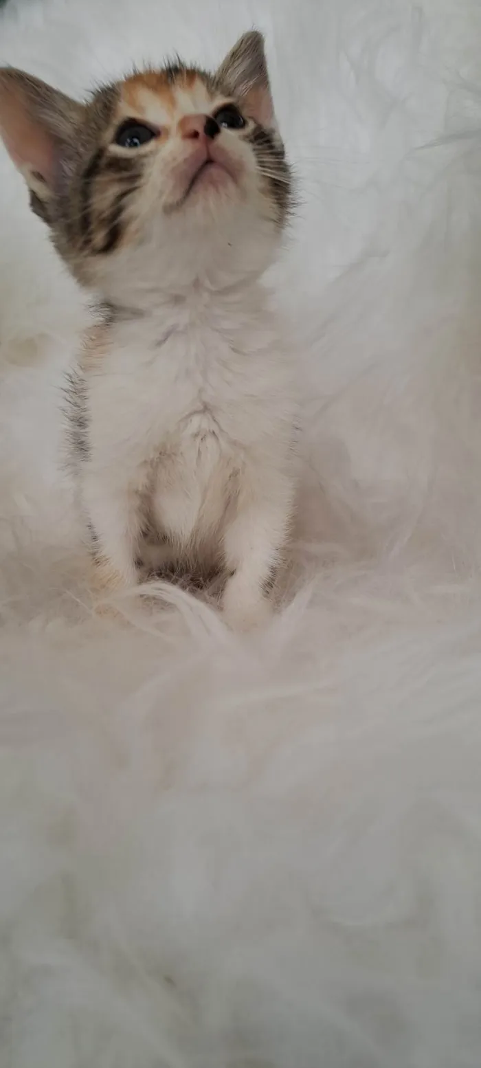 Gato ra a SRD-ViraLata idade Abaixo de 2 meses nome Elsa