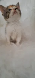 Elsa