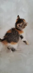 Elsa