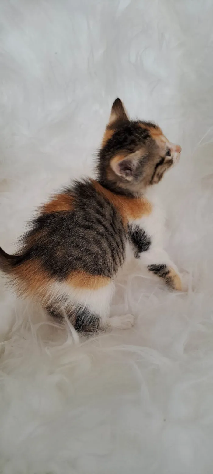 Gato ra a SRD-ViraLata idade Abaixo de 2 meses nome Elsa