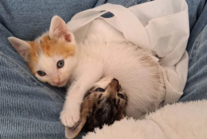Gato ra a SRD-ViraLata idade Abaixo de 2 meses nome Alma