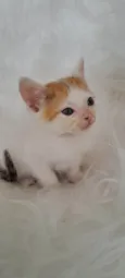 Alma