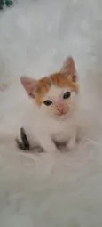 Alma