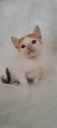 Alma