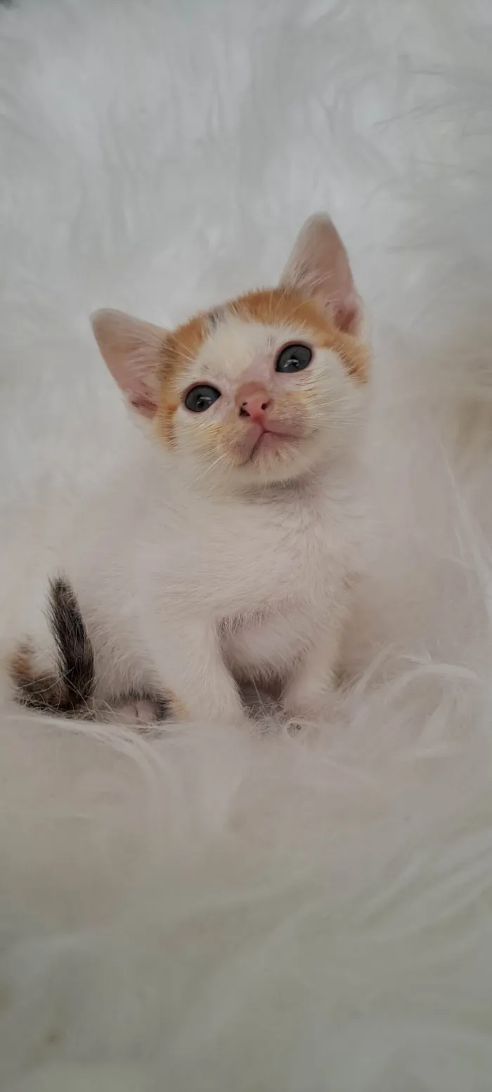 Gato ra a SRD-ViraLata idade Abaixo de 2 meses nome Alma
