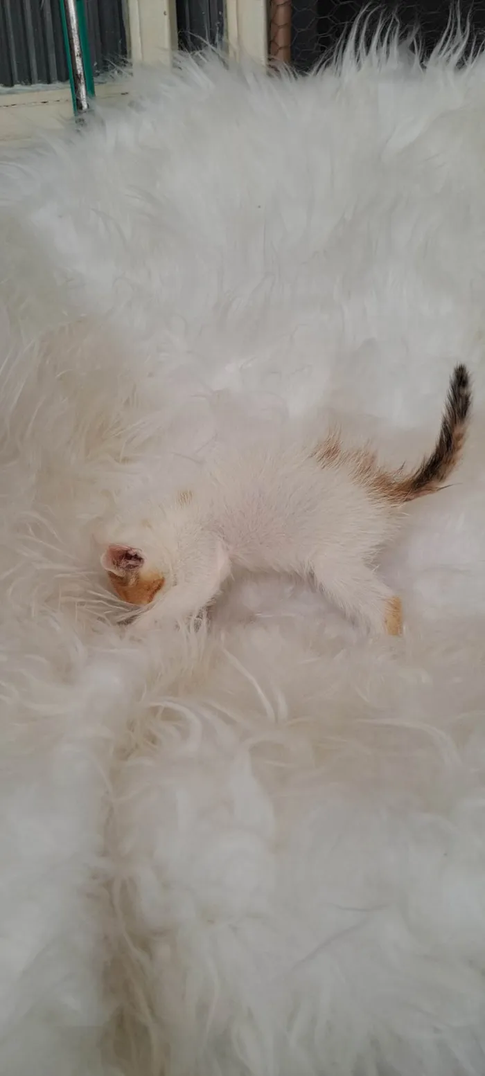 Gato ra a SRD-ViraLata idade Abaixo de 2 meses nome Alma