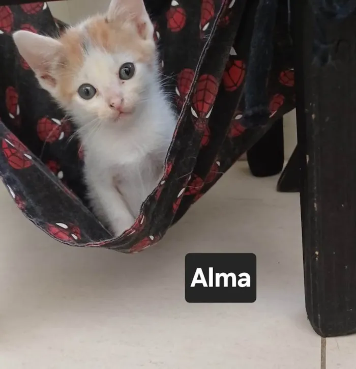 Gato ra a SRD-ViraLata idade Abaixo de 2 meses nome Alma