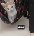 Alma