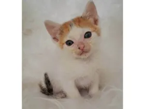 Gato raça SRD-ViraLata idade Abaixo de 2 meses nome Alma
