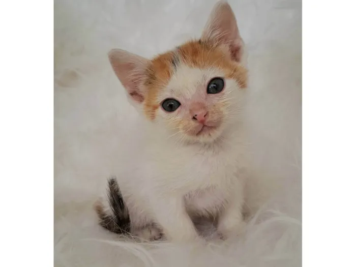 Gato ra a SRD-ViraLata idade Abaixo de 2 meses nome Alma
