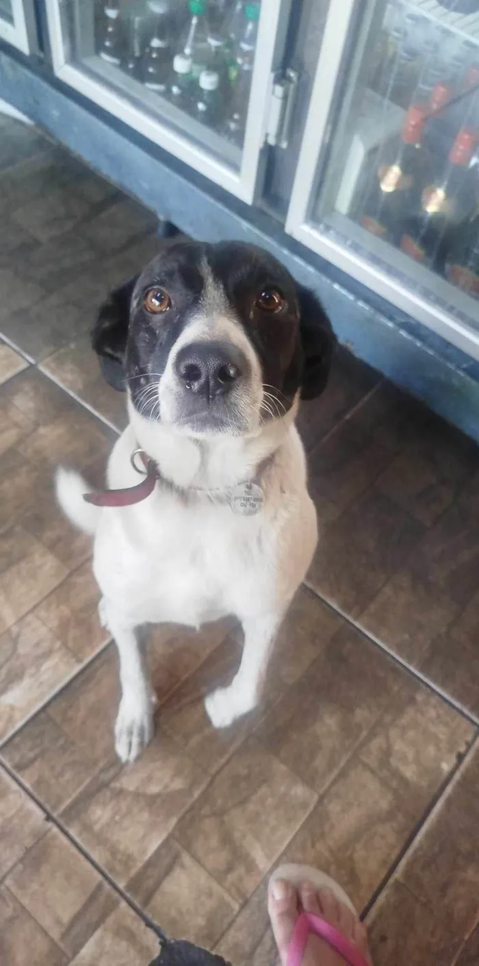 Cachorro ra a SRD-ViraLata idade 4 anos nome Floquinho 