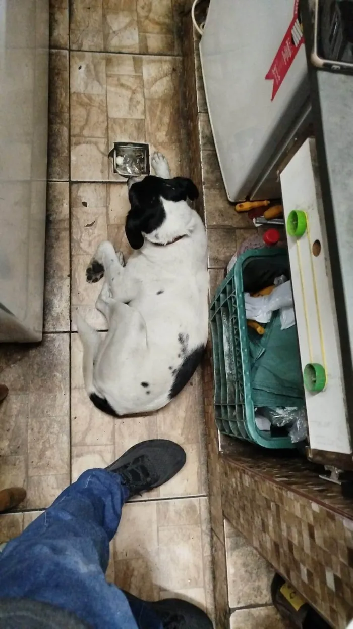 Cachorro ra a SRD-ViraLata idade 4 anos nome Floquinho 