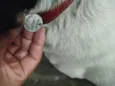 Floquinho